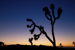Joshua Tree Dusk