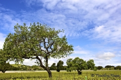 Vineyard